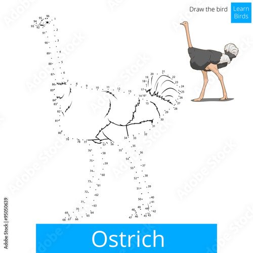 Ostrich bird learn to draw vector photo