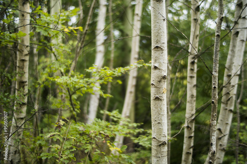 Birch trunks