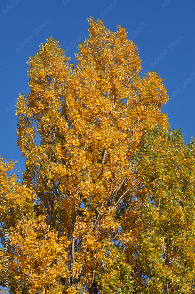 Herbstlicher Baum und blauer Himmel als Hintergrund Herbstlicher Baum und blauer Himmel als Hintergrund