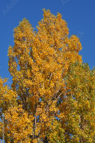 Herbstlicher Baum und blauer Himmel als Hintergrund