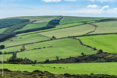 Irish meadows