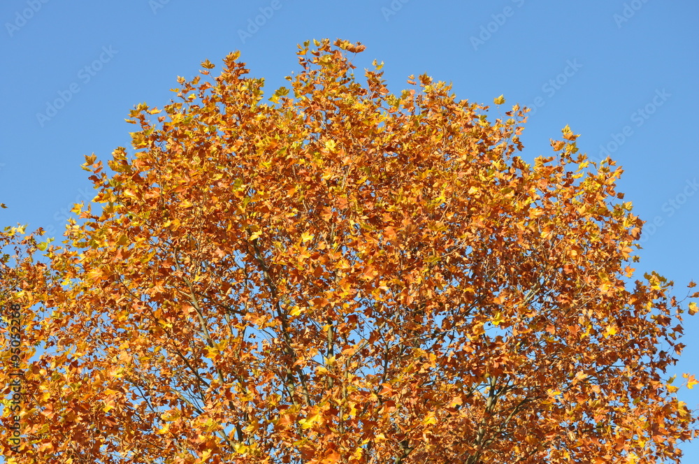Herbstlicher Baum und blauer Himmel als Hintergrund Herbstlicher Baum und blauer Himmel als Hintergrund