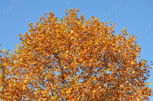 Herbstlicher Baum und blauer Himmel als Hintergrund