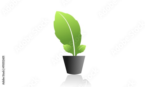 Anthurium flowers planted in the wide leaves of black vase on a park / garden