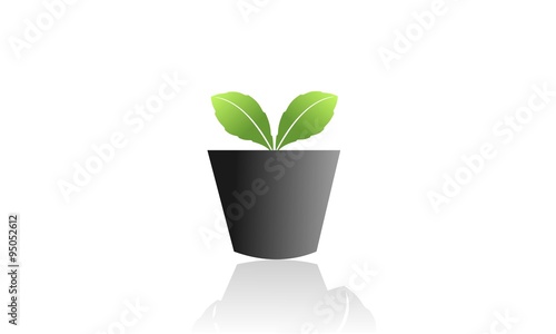 Anthurium flowers planted in the wide leaves of black vase on a park / garden
