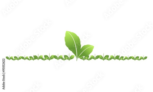 Anthurium flowers planted in the wide leaves of black vase on a park / garden