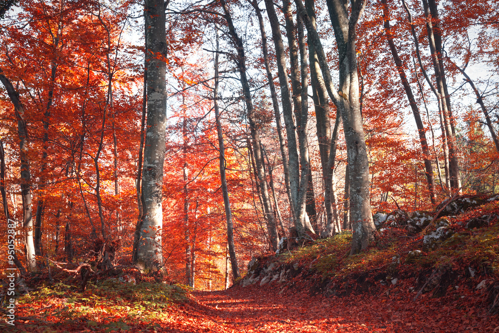 Lovely mysterious red and orange color autumn season forest path covered with leaves. Color filter effect used.