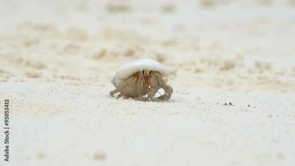 SLOW MOTION: Hermit crab on white sand beach SLOW MOTION: Hermit crab on white sand beach