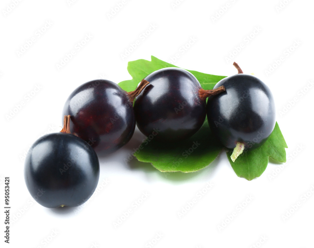 Wild black currant with green leaves isolated on white Wild black currant with green leaves isolated on white