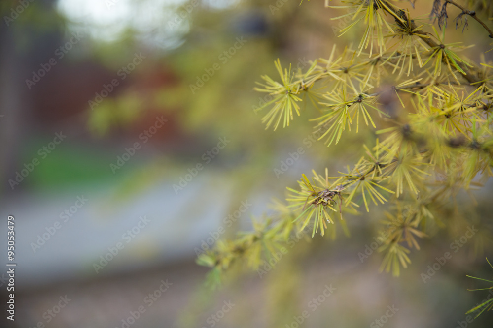 Branch of fir. Soft focus and blur background Branch of fir. Soft focus and blur background