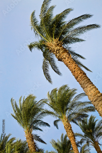 some growing palm trees against the sky © tillottama