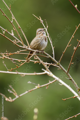 Song Sparrow (Melospiza melodia), Gabriola Island , British Columbia, Canada 