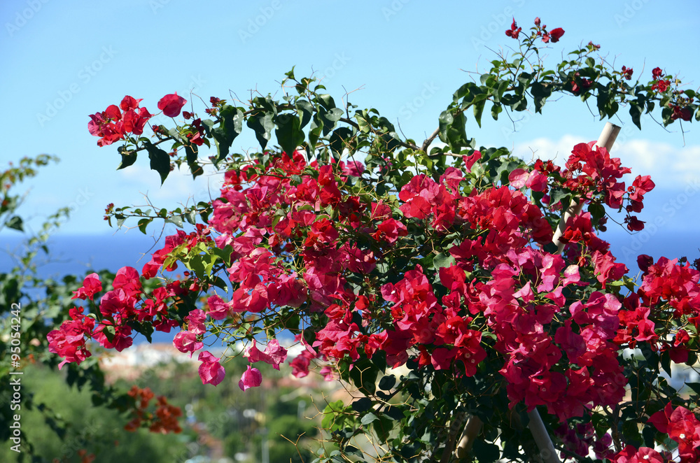 Blooming bougainvillea with red flowers.Tenerife,Canary Islands.