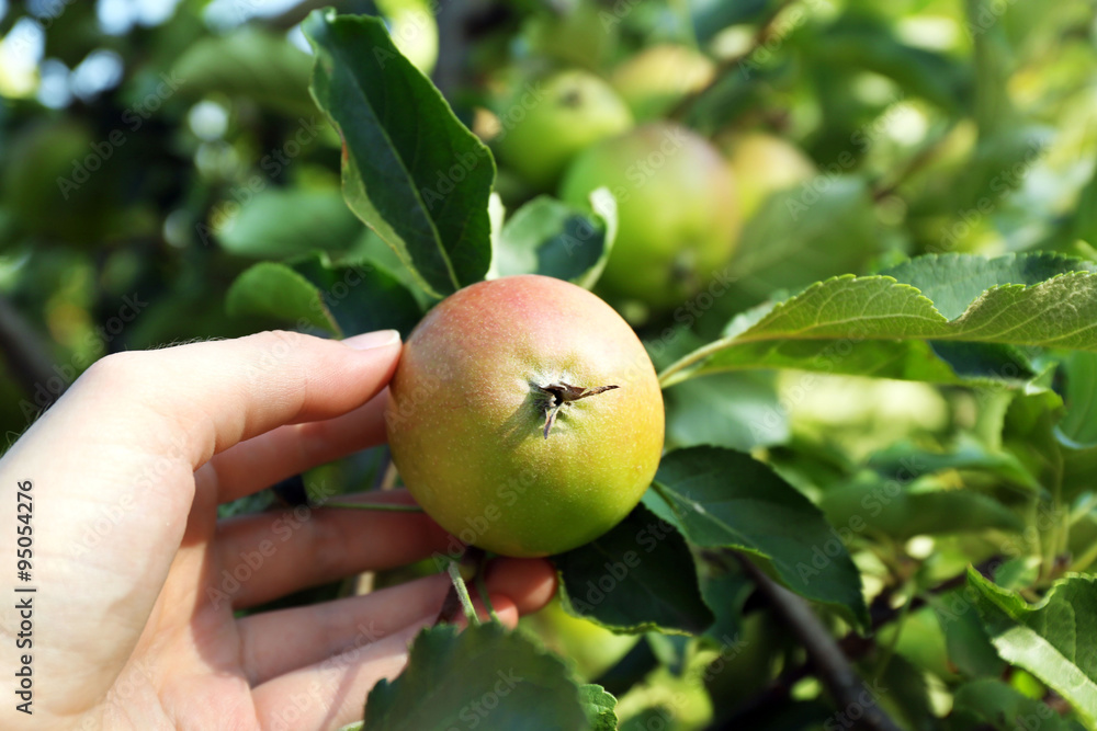 Female hand picking apple from tree Female hand picking apple from tree