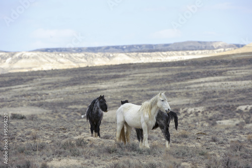 Wild horse (equus cabals) - mustangs, Sand Wash Basin, Wyoming, USA © PL-Pix