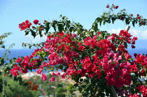 Blooming bougainvillea with red flowers.Tenerife Canary Islands.