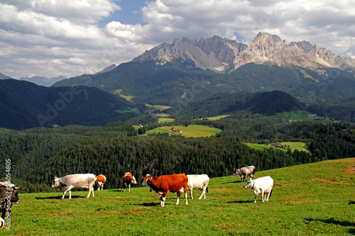 mucche al pascolo; sullo sfondo il Latemar