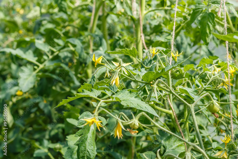 Young blossoming tomatoes with small fruits. Growing. Yellow flowers. Vegetable garden. Household plot. Dacha. Young blossoming tomatoes with small fruits. Growing. Yellow flowers. Vegetable garden. Household plot. Dacha.