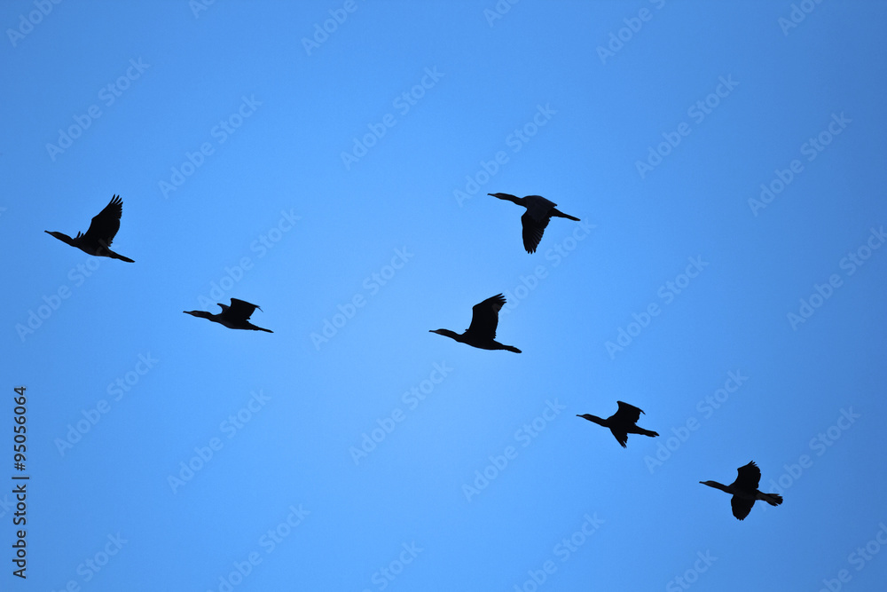 Flock of Birds Flock of Birds