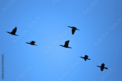 Flock of Birds © karichs