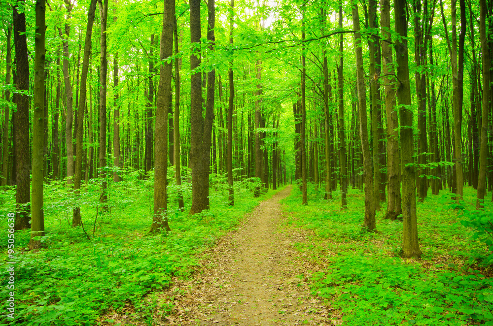 Path in green forest Path in green forest