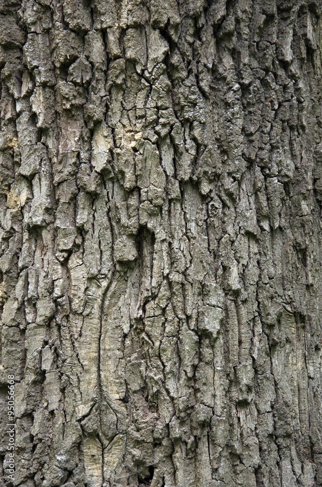 Fototapeta premium Tree bark