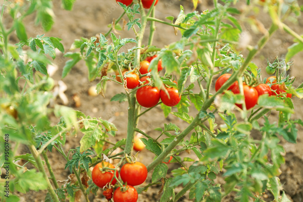 Bushes of red tomatoes ready to pick in the garden outdoors