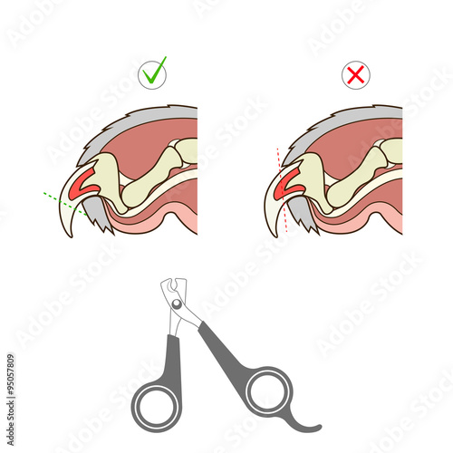 How to cut cat nail veterinary instruction vector