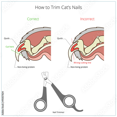 How to cut cat nail veterinary instruction vector