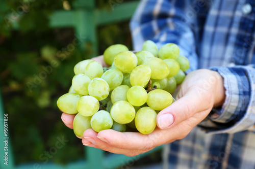 White grape harvest in woman's hands, close up