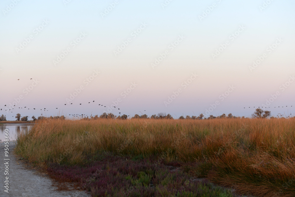 Flock of birds flying over a field on sunrise