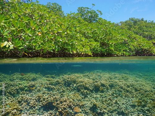 Mangrove over water and coral reef underwater