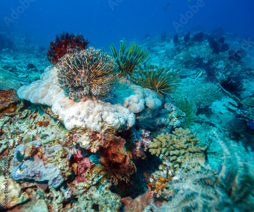 Colorful Tropical Coral Reef with Sea Lilies