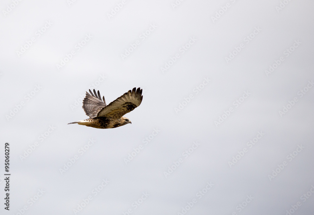 Obraz premium Prairie Falcon.