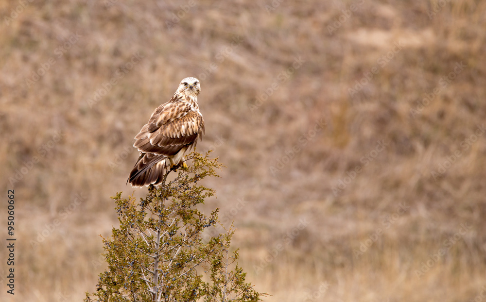 Naklejka premium Rough Legged Hawk