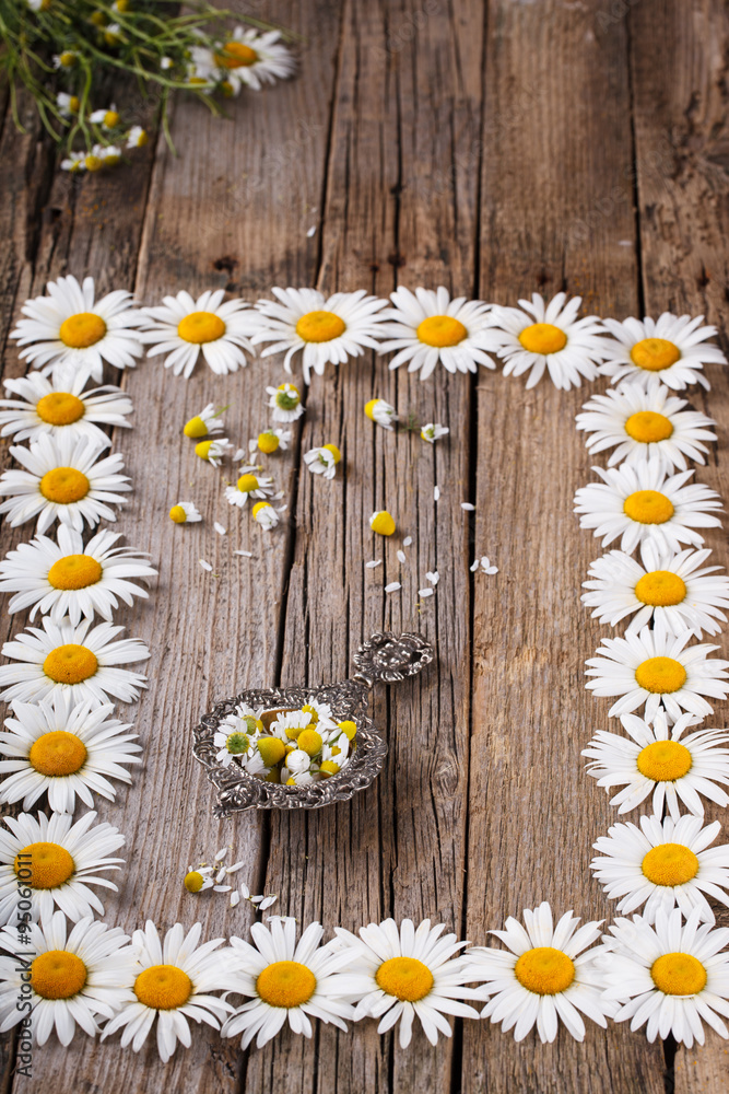 Obraz premium Dried chamomile tea in a vintage tea strainer. Frame from flowers of daisies.selective focus