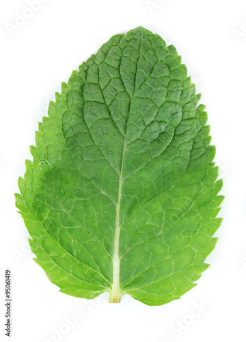 Fresh mint leaf isolated on white  close up
