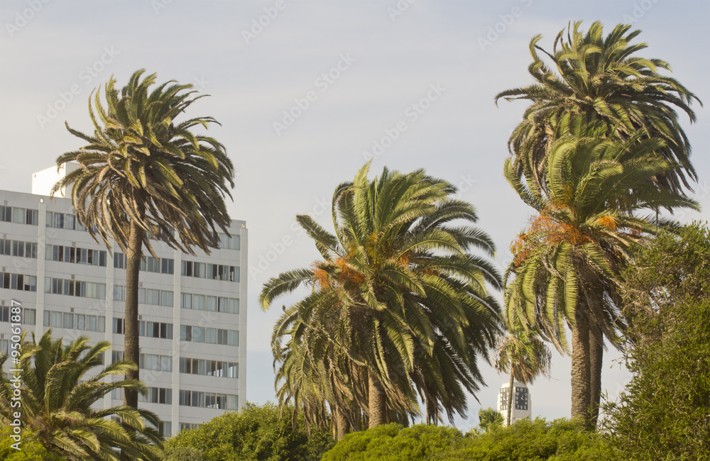 Naklejka premium Palm Trees