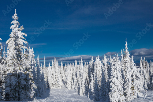 Forest skiing country