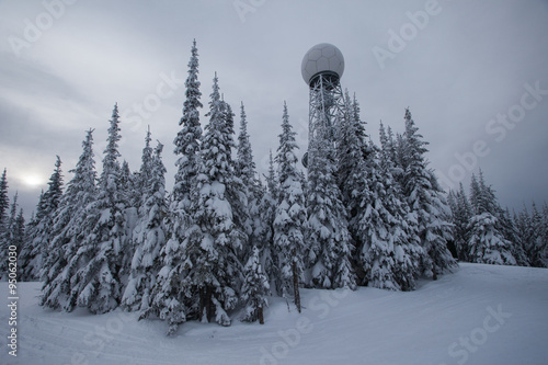 Forest skiing country photo