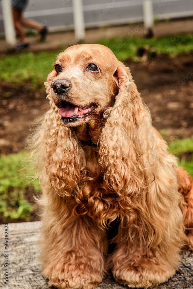 Obraz premium Cocker Spaniel sitting on a table
