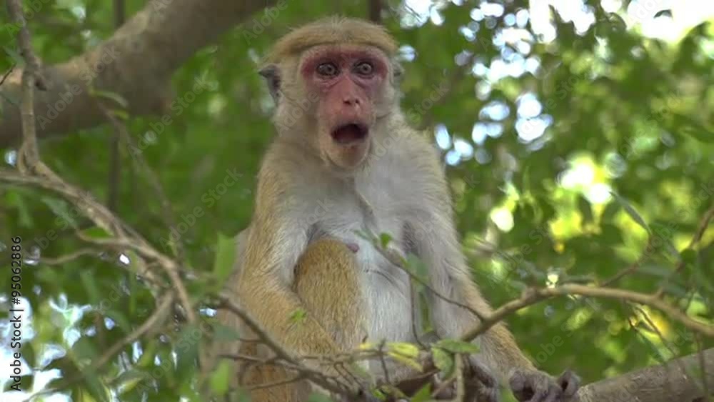 SLOW MOTION: Monkey in a tree catching cocos SLOW MOTION: Monkey in a tree catching cocos