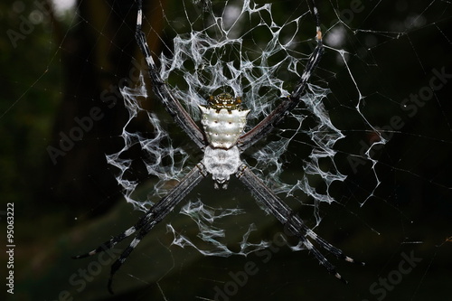 Close-up of silver argiope spider on its web