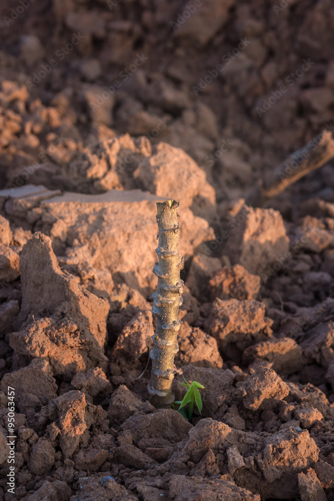 Cassava cuttings plug Cassava cuttings plug