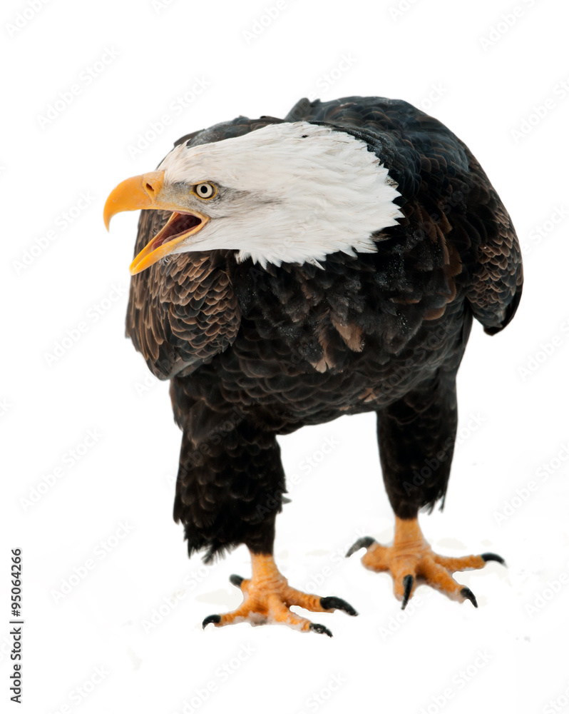 Naklejka premium Close up Portrait of a Bald eagle with an open beak .