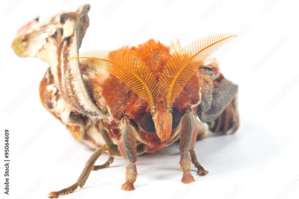 Fototapeta premium attacus atlas moth on white background 
