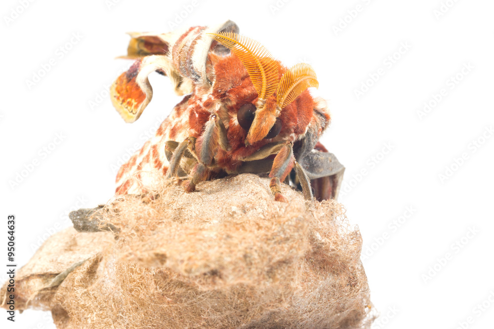 Obraz premium attacus atlas moth on white background