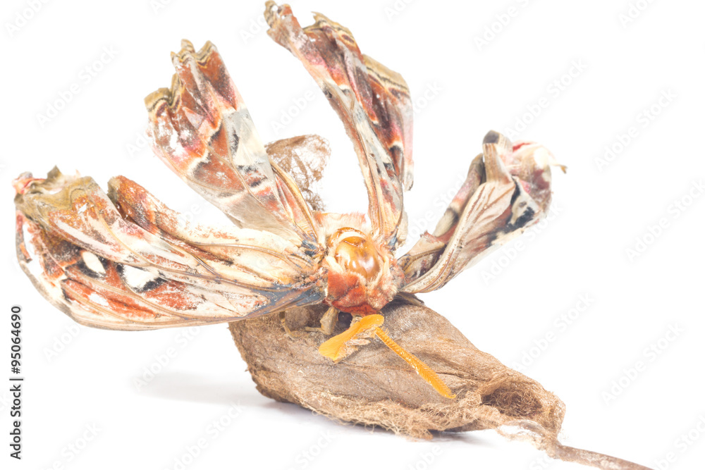Fototapeta premium attacus atlas moth on white background 