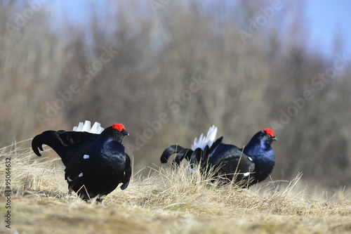 Birkhuhn, black grouse [Tetrao tetrix], blackgame [Lyrurus tetrix). Portrait of a lekking black grouse (Tetrao tetrix) Sunrise . Early morning. Forest.
 photo