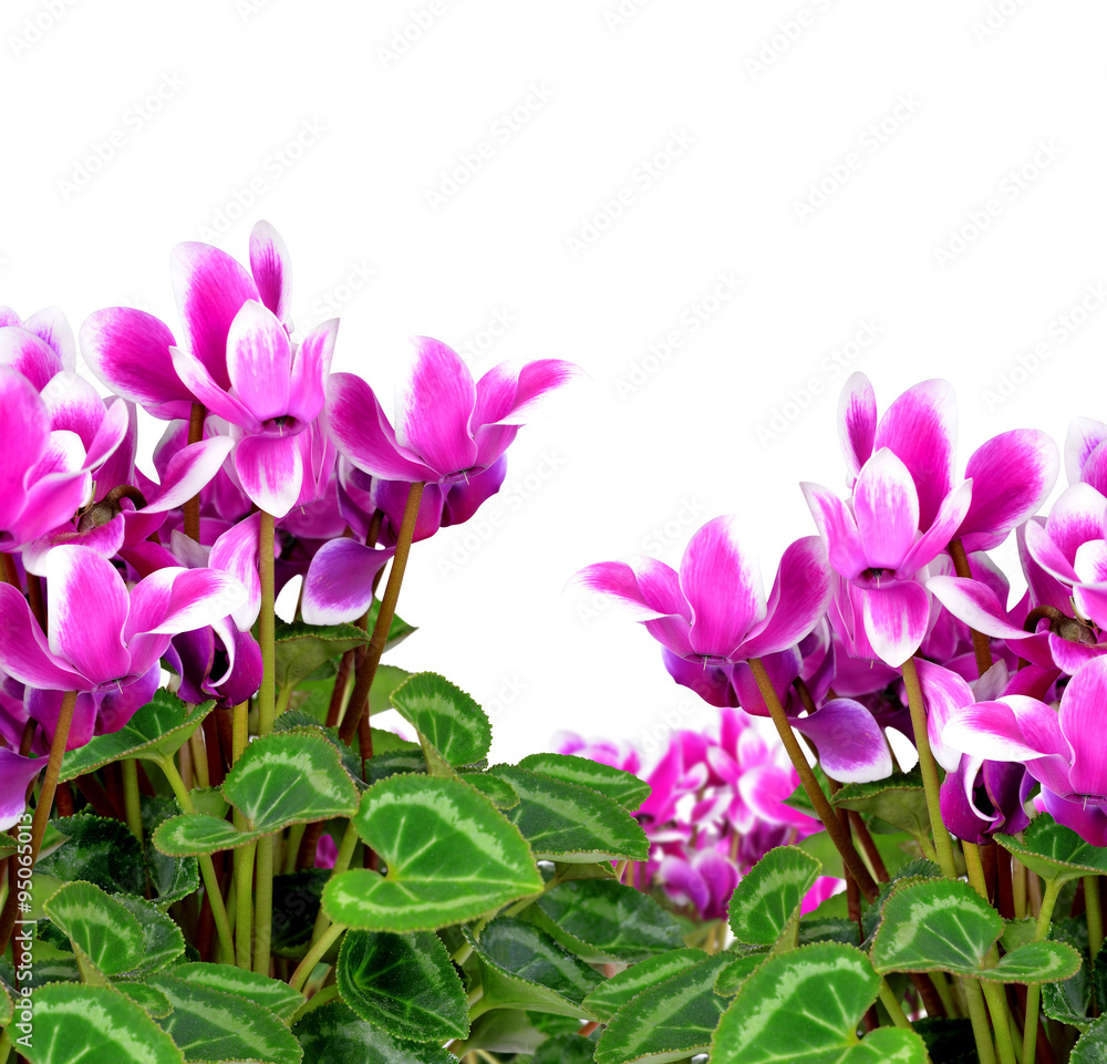 pink flower cyclamen isolated on white background pink flower cyclamen isolated on white background